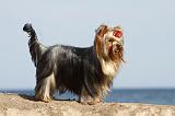 YORKSHIRE TERRIER 309